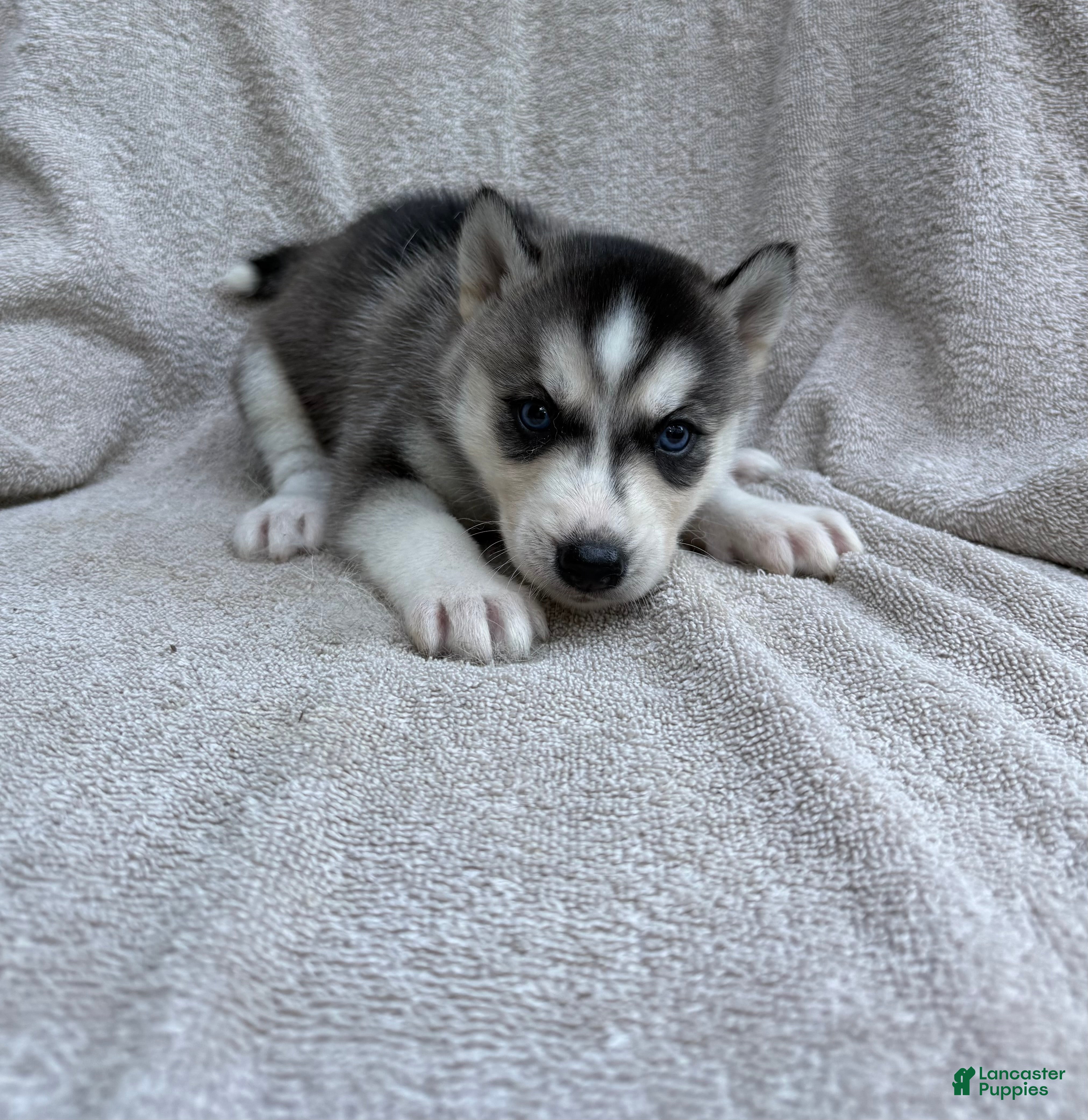 Siberian Husky dogs Nova - Ad 2