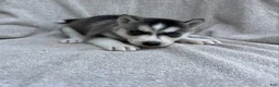 Siberian Husky dogs for sale: Nova - Ad 2