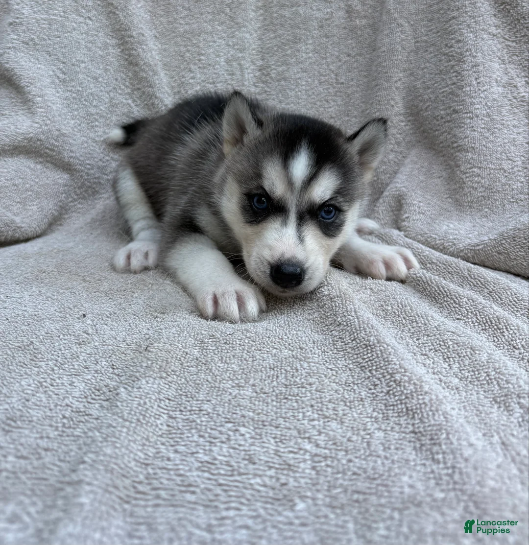 Siberian Husky dogs for sale: Nova - Ad 2