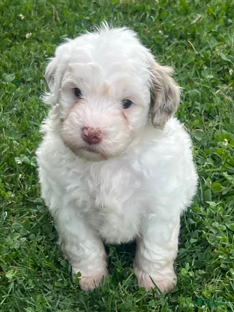 Aussiedoodle dogs Fizz Mini Aussiedoodle  - Ad 1