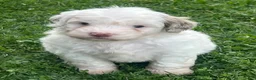 Aussiedoodle dogs for sale: Fizz Mini Aussiedoodle  - Ad 1