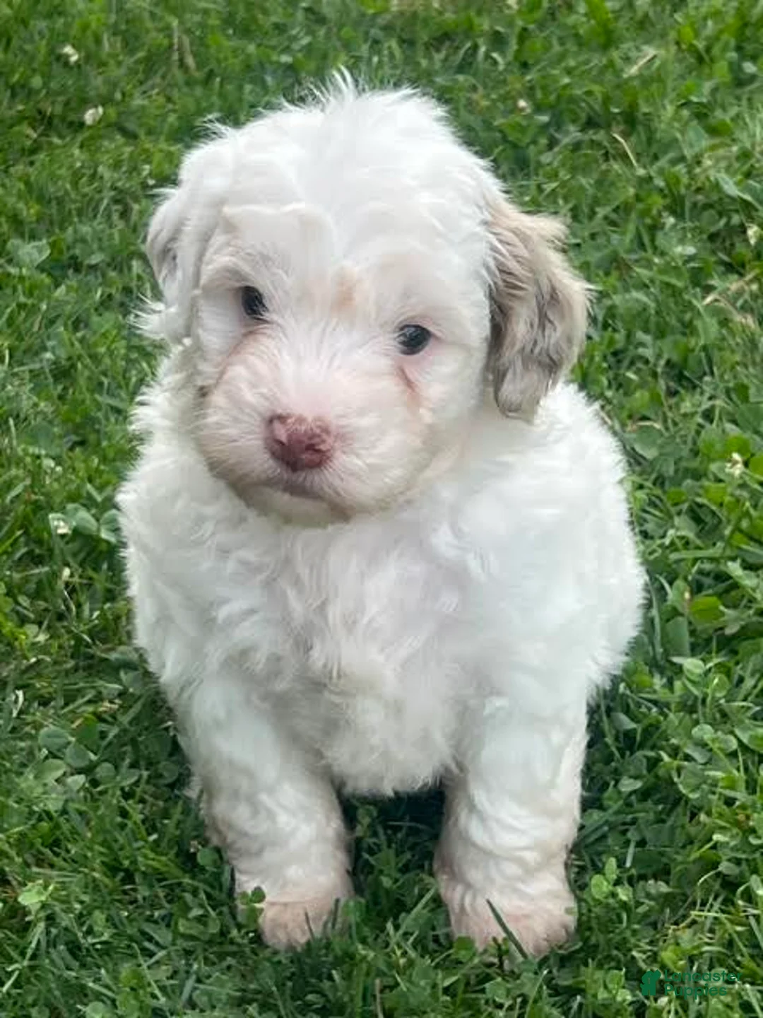 Aussiedoodle dogs for sale: Fizz Mini Aussiedoodle  - Ad 1
