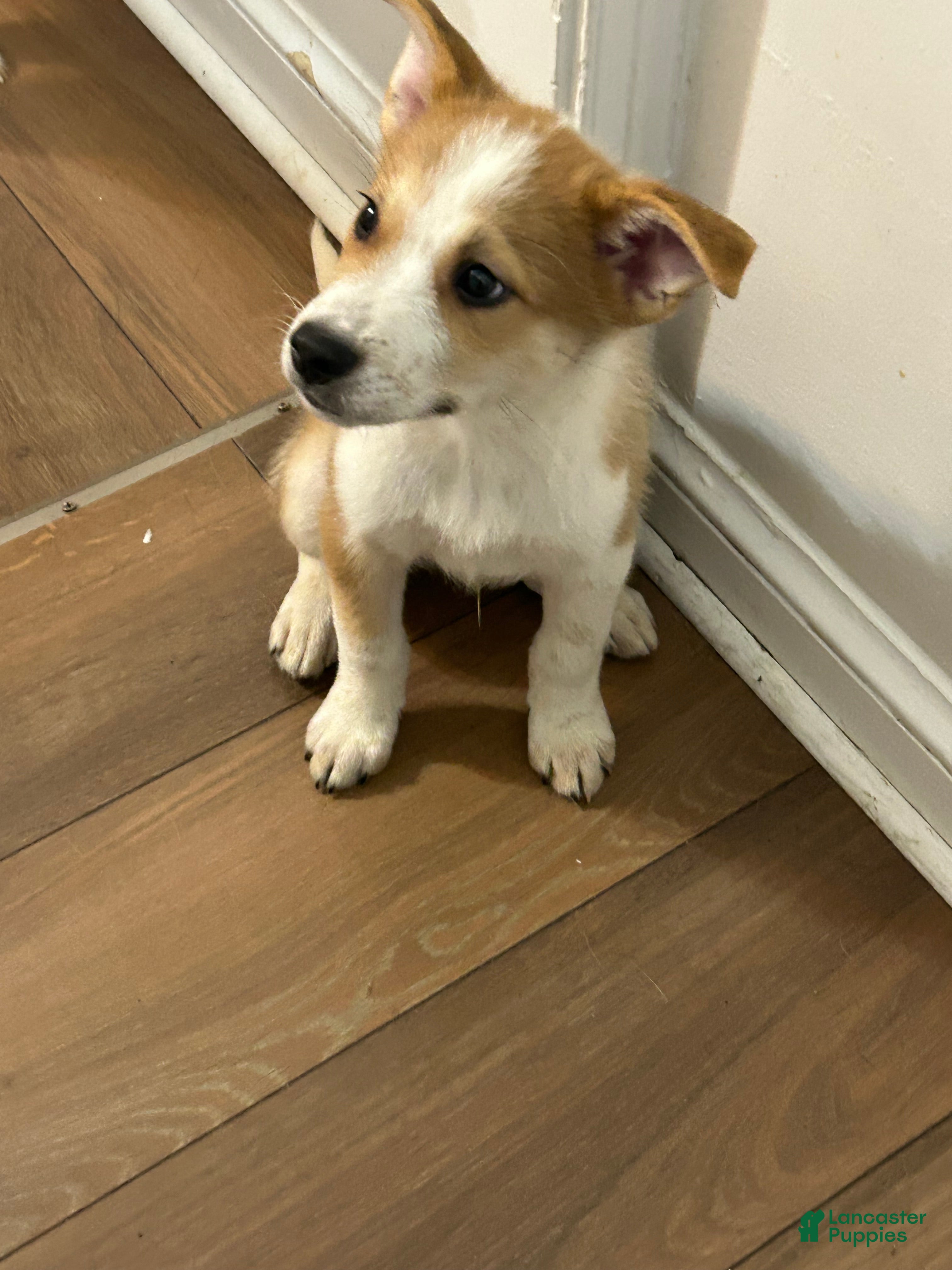 Mixed Breed dogs for sale: Leo - Ad 3