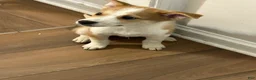 Mixed Breed dogs for sale: Leo - Ad 1