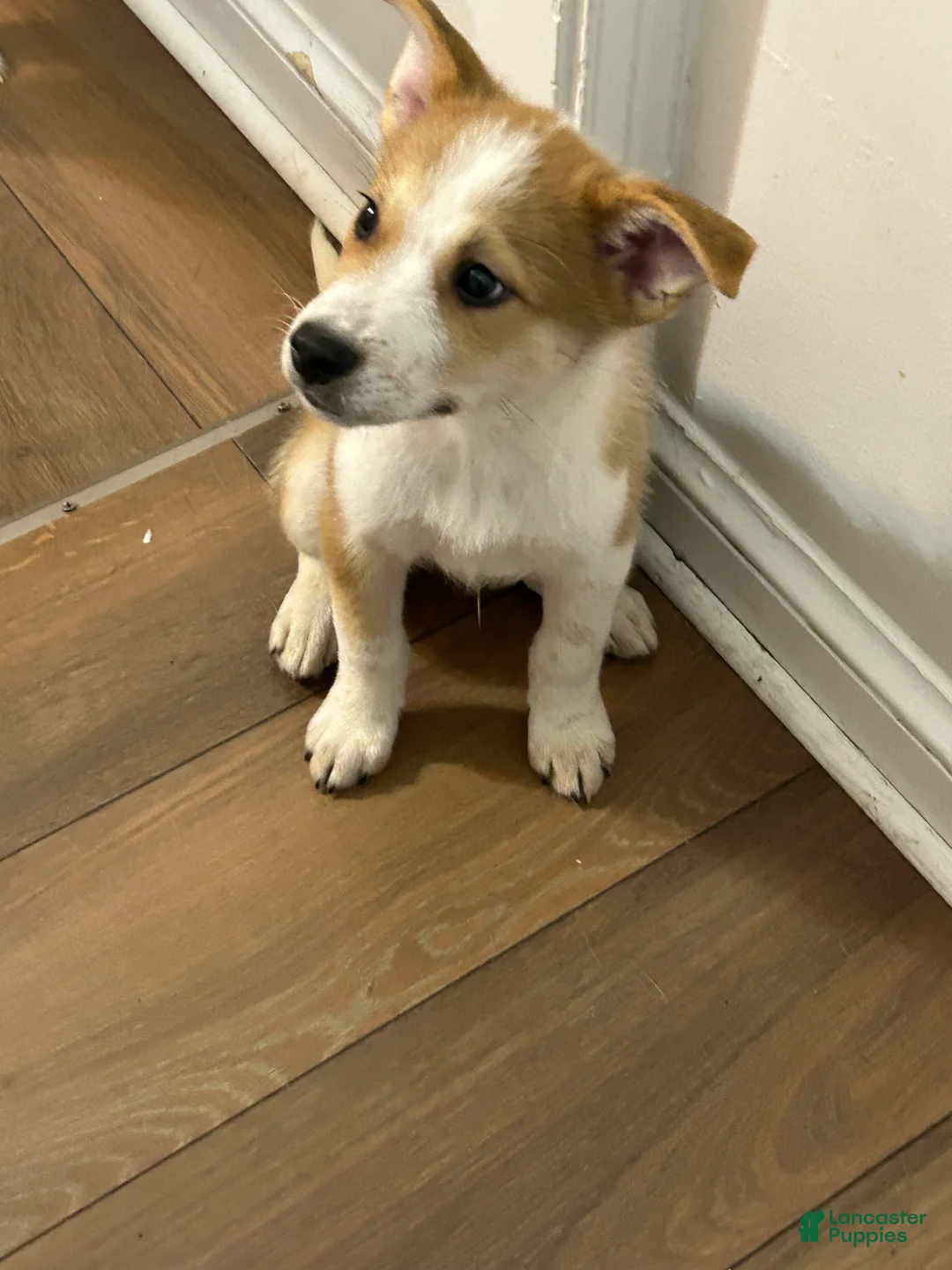 Mixed Breed dogs for sale: Leo - Ad 1