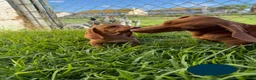 Miniature Dachshund dogs for sale: Toy Dachshund Female 3 - Ad 3