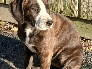 Mountain Cur dogs Mountain Cur Puppy 3 - Ad 4