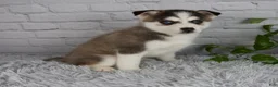 Pomsky dogs for sale: Trevor - Ad 3
