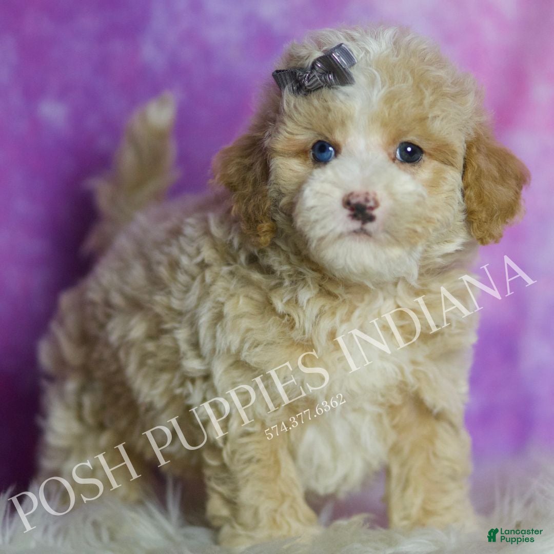 Standard Poodle dogs Orion - Ad 36