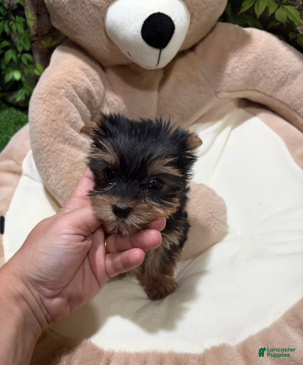 Yorkshire Terrier dogs SC - Ad 37
