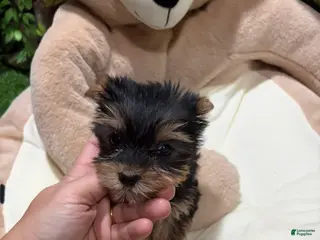 Yorkshire Terrier dogs SC - Ad 34