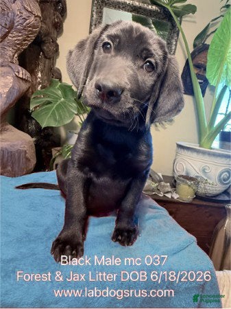 Labrador Retriever dogs Boy 4 - Ad 8