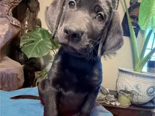 Labrador Retriever dogs Boy 4 - Ad 8