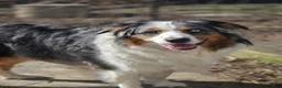 Australian Shepherd dogs for sale: Australian Shepherd Puppy 10 - Ad 6