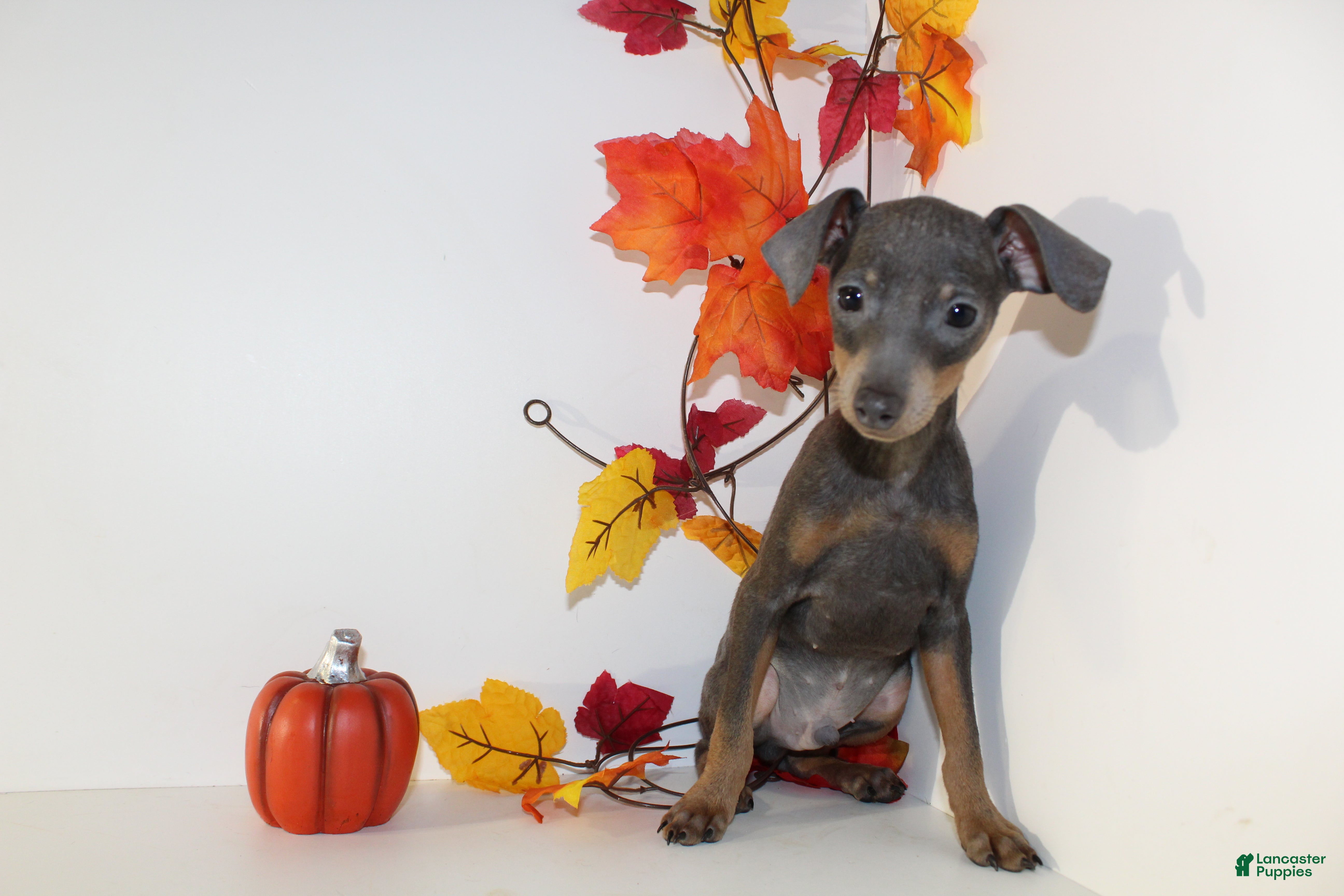 Miniature Pinscher dogs Remmy - Ad 23