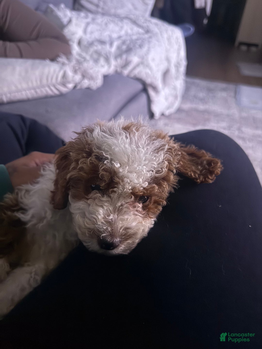Toy Poodle dogs for sale: Milo - Ad 2