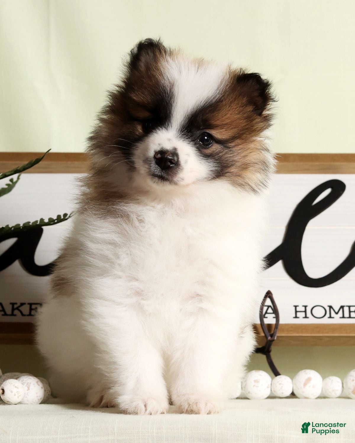 Pomeranian dogs Puddles - Ad 19