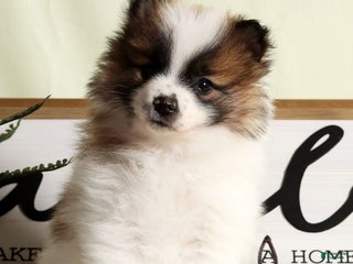 Pomeranian dogs Puddles - Ad 12