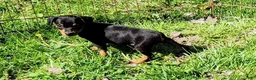 Miniature Pinscher dogs for sale: Meggan - Ad 4