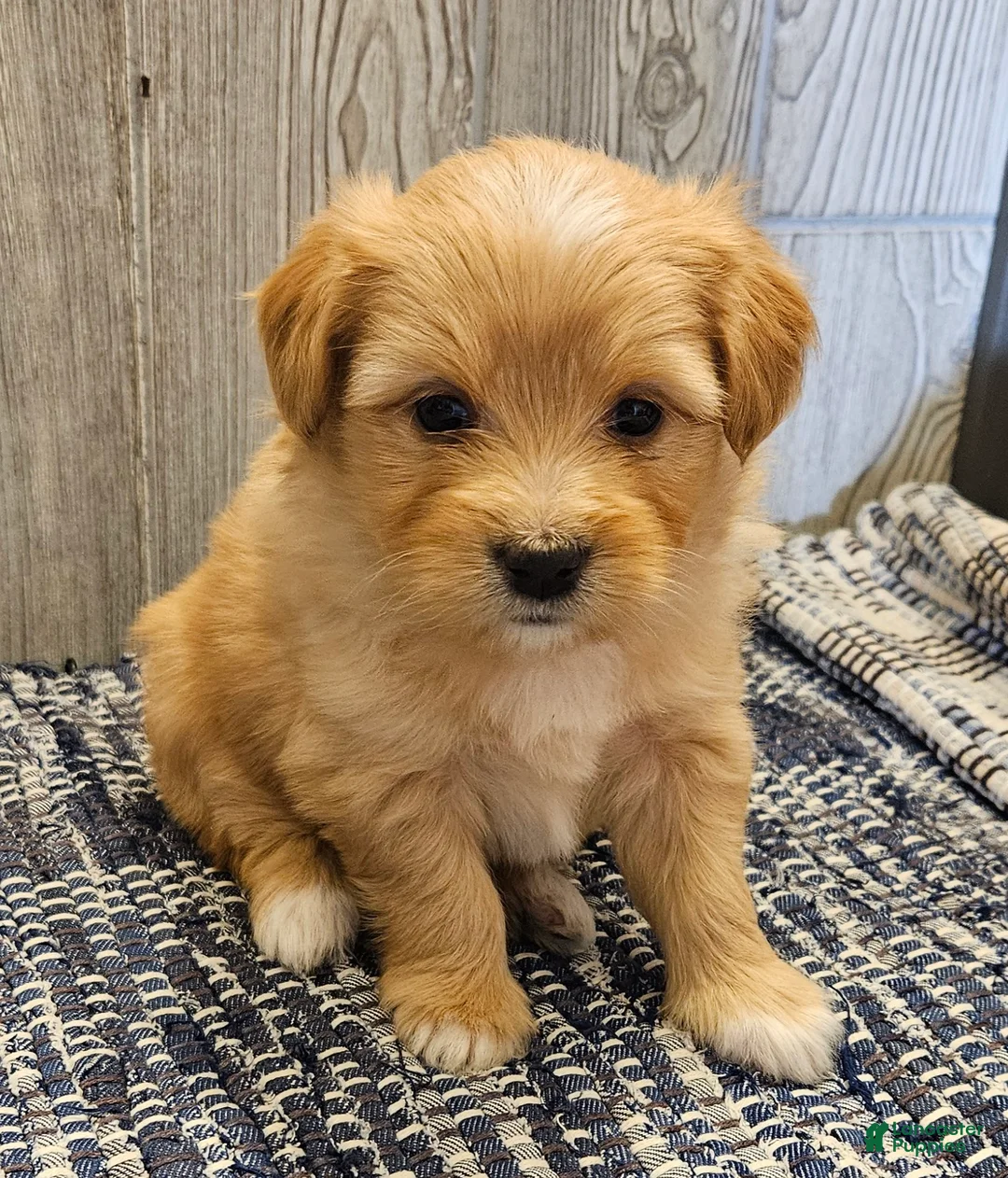 Mixed Breed dogs for sale: Remi - Ad 1