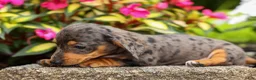 Miniature Dachshund dogs for sale: Holly 🌸 - Ad 3
