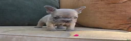 French Bulldog dogs for sale: Ozzy - Ad 3