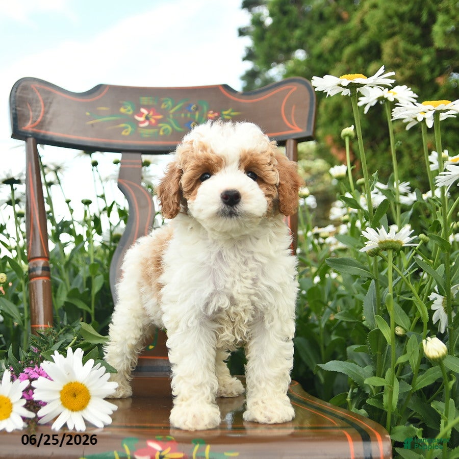 Miniature Poodle dogs Cowboy  - Ad 2