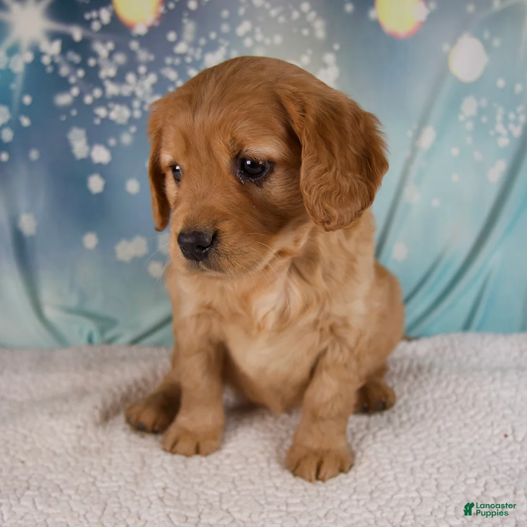 Mixed Breed dogs for sale: Jewel - Ad 8
