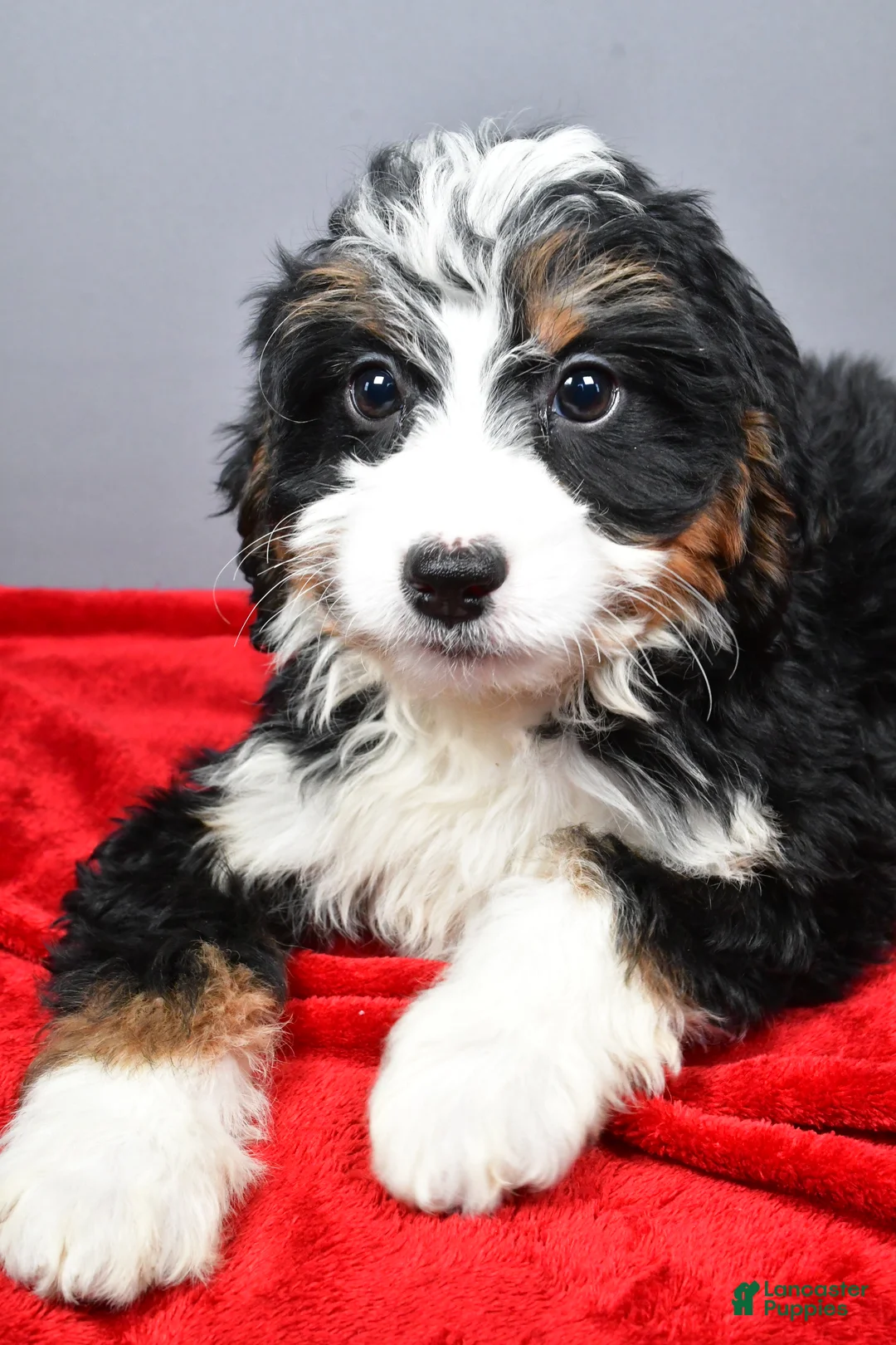 Mini Bernedoodle dogs for sale: Emma - Ad 4