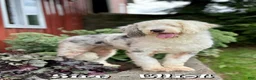 Mini Bernedoodle dogs for sale: Jarrett - Ad 11