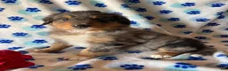 Mixed Breed dogs for sale: Leo - Ad 4