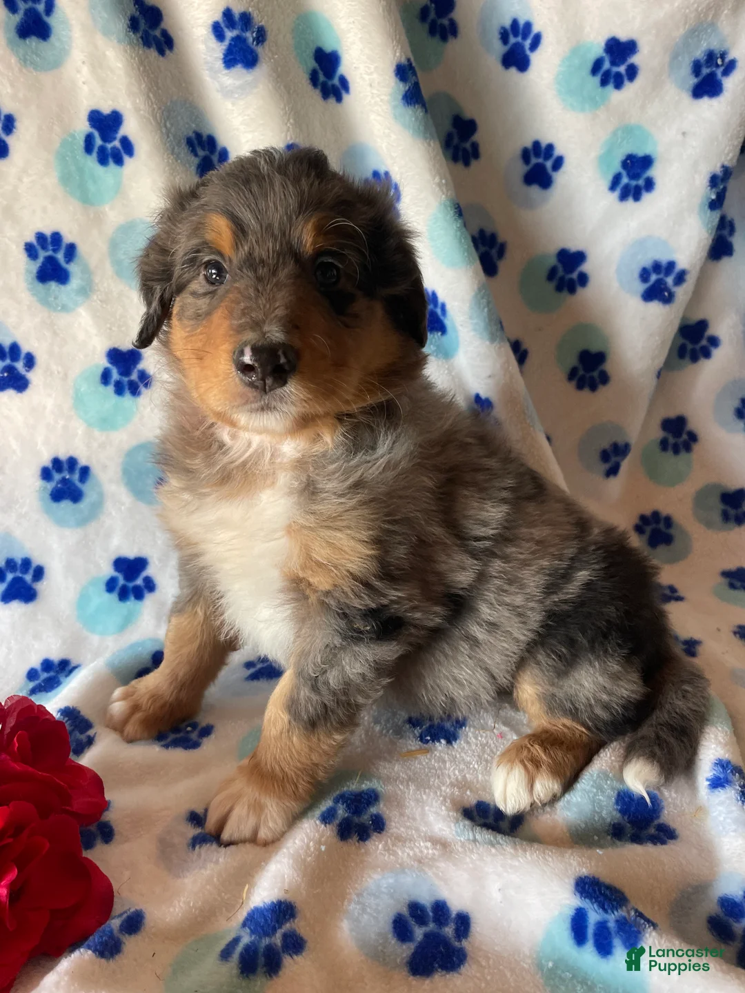 Mixed Breed dogs for sale: Leo - Ad 4