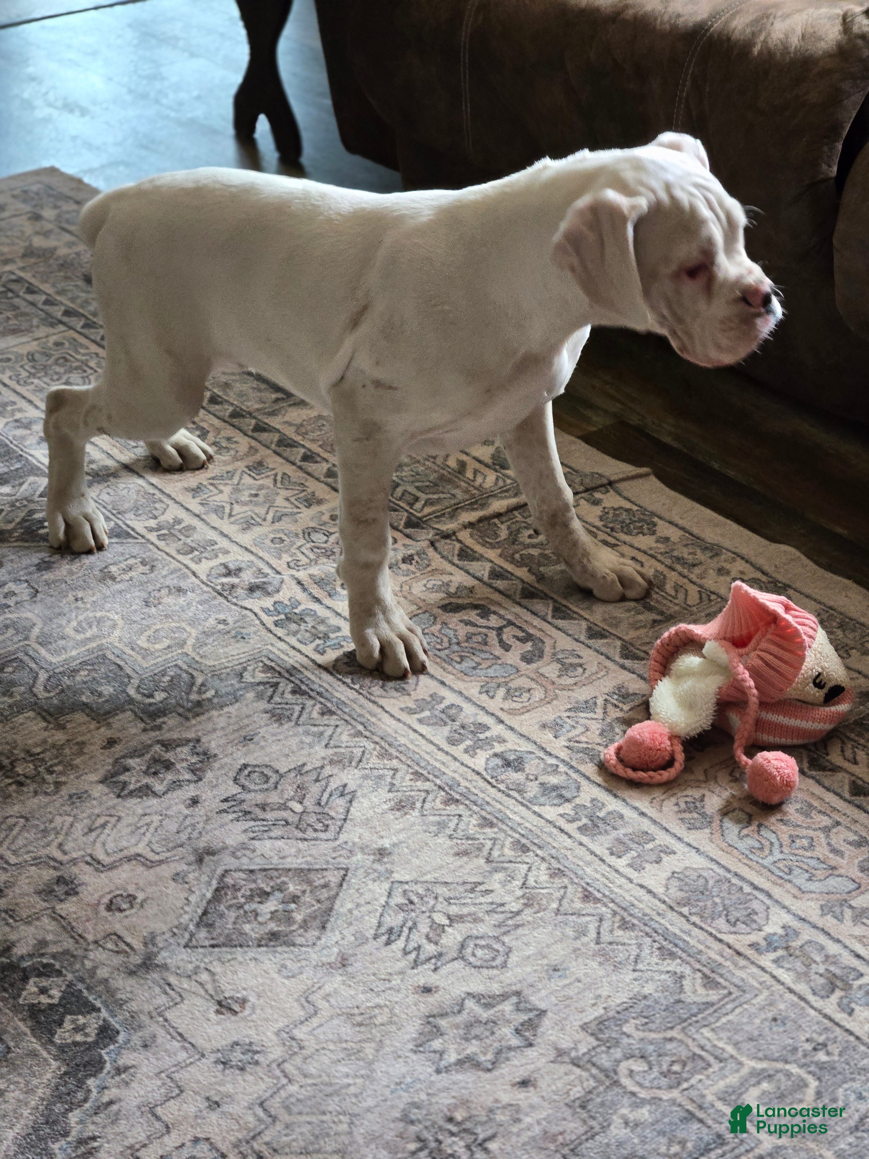 Boxer dogs Sam - Ad 2