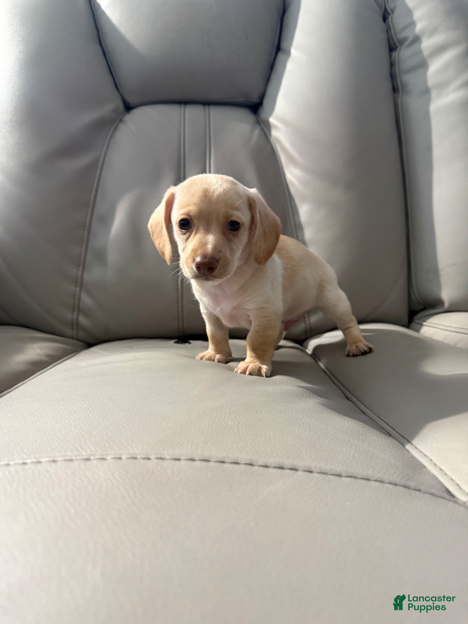 Mixed Breed dogs Bella - Ad 1