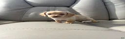Mixed Breed dogs for sale: Bella - Ad 1