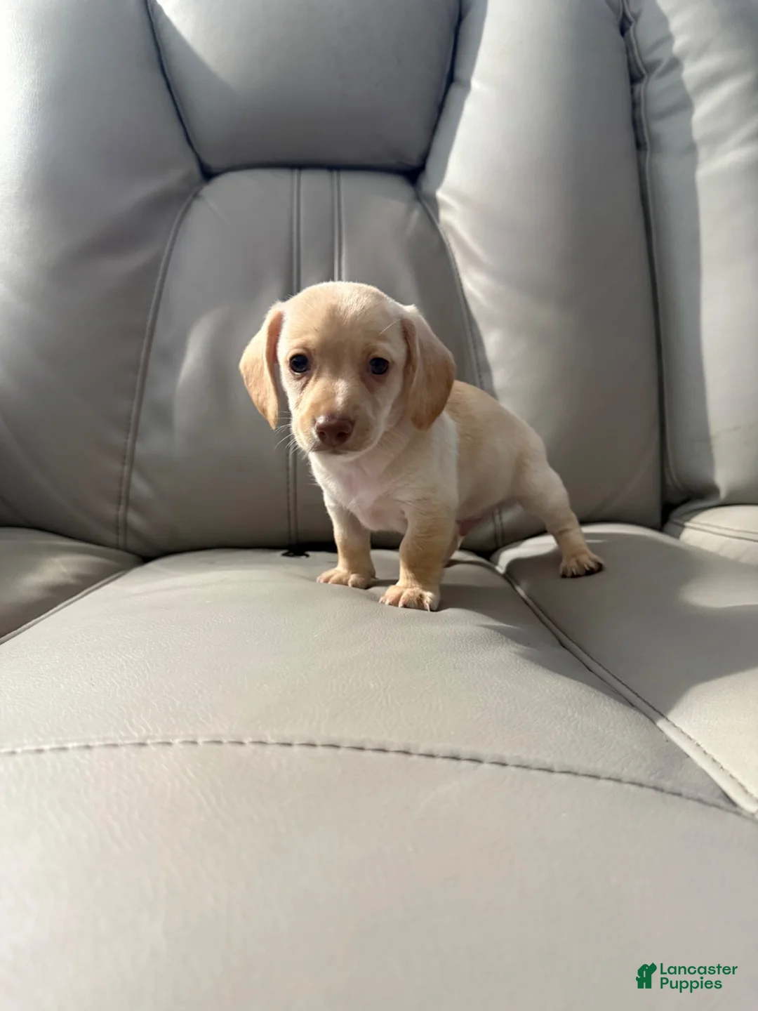 Mixed Breed dogs for sale: Bella - Ad 1
