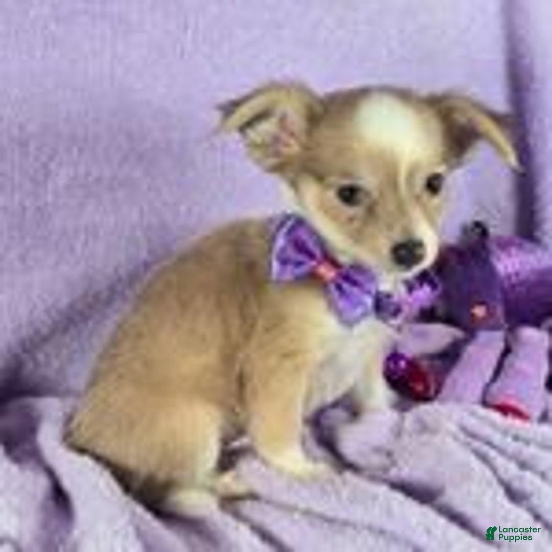 Chihuahua dogs for sale: Nikole LH - Ad 6
