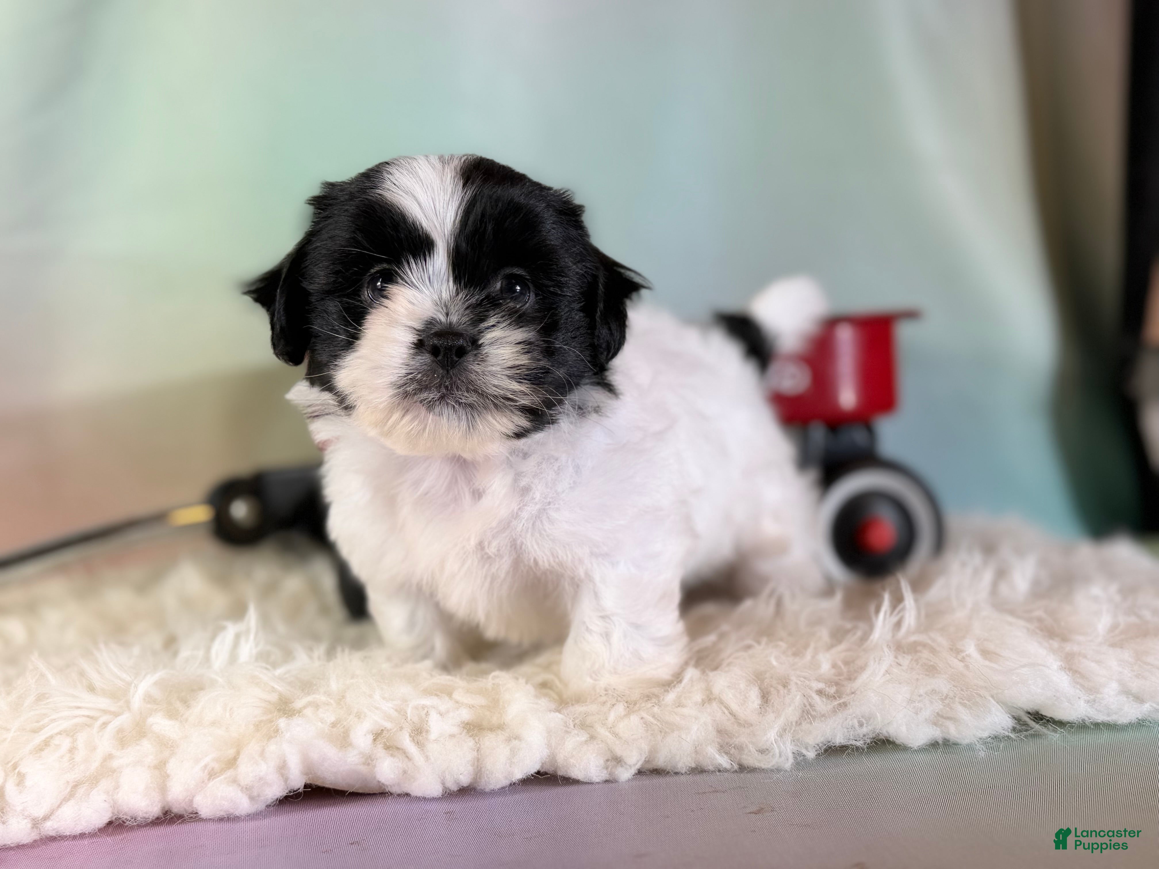 Teddy Bear dogs Oreo - Ad 2