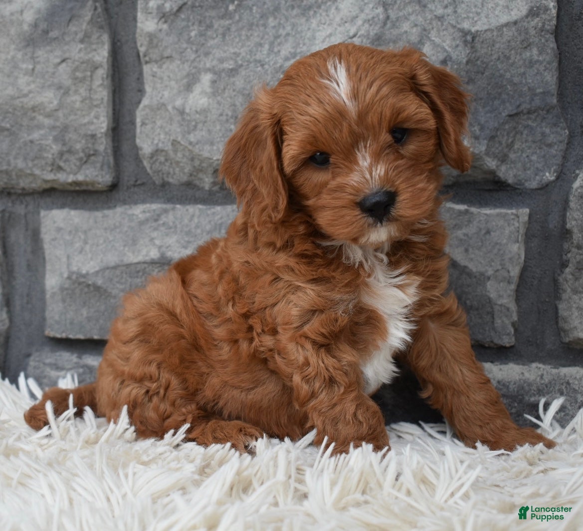 Cavapoo dogs Rocco  - Ad 2
