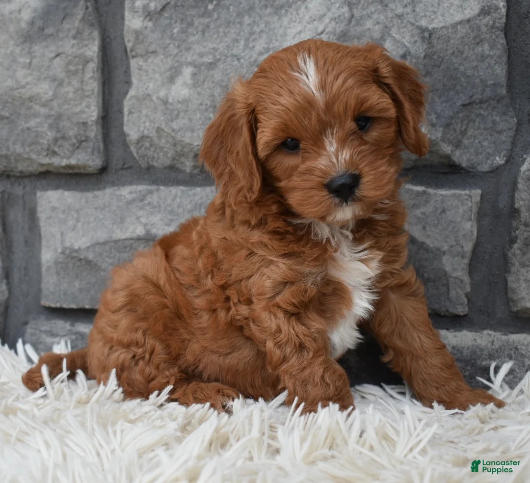 Cavapoo dogs for sale: Rocco  - Ad 2