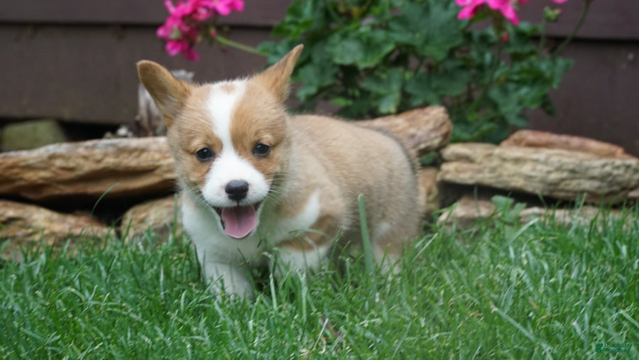 Welsh Corgi Pembroke dogs Olive  - Ad 1