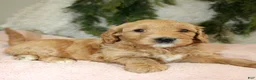 Mini Goldendoodle dogs for sale: Mini Goldendoodle Puppy 5 - Ad 2