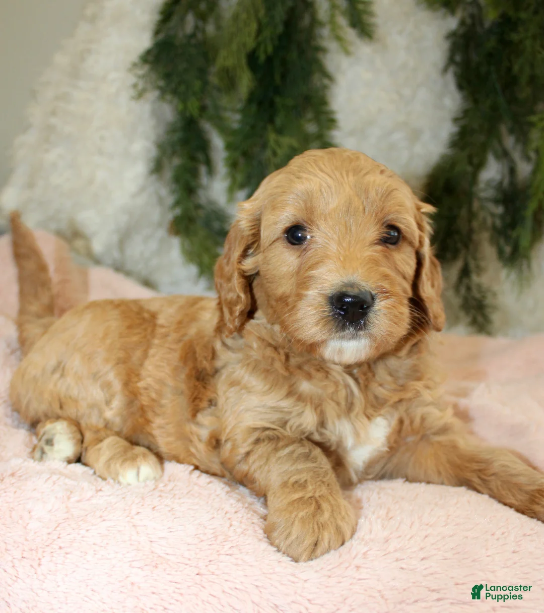 Mini Goldendoodle dogs for sale: Mini Goldendoodle Puppy 5 - Ad 2