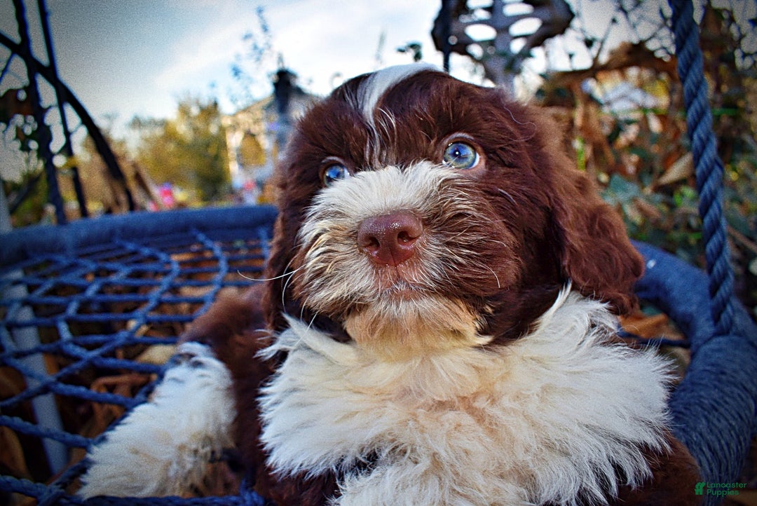 Havapoo dogs for sale: Pilot - Ad 3