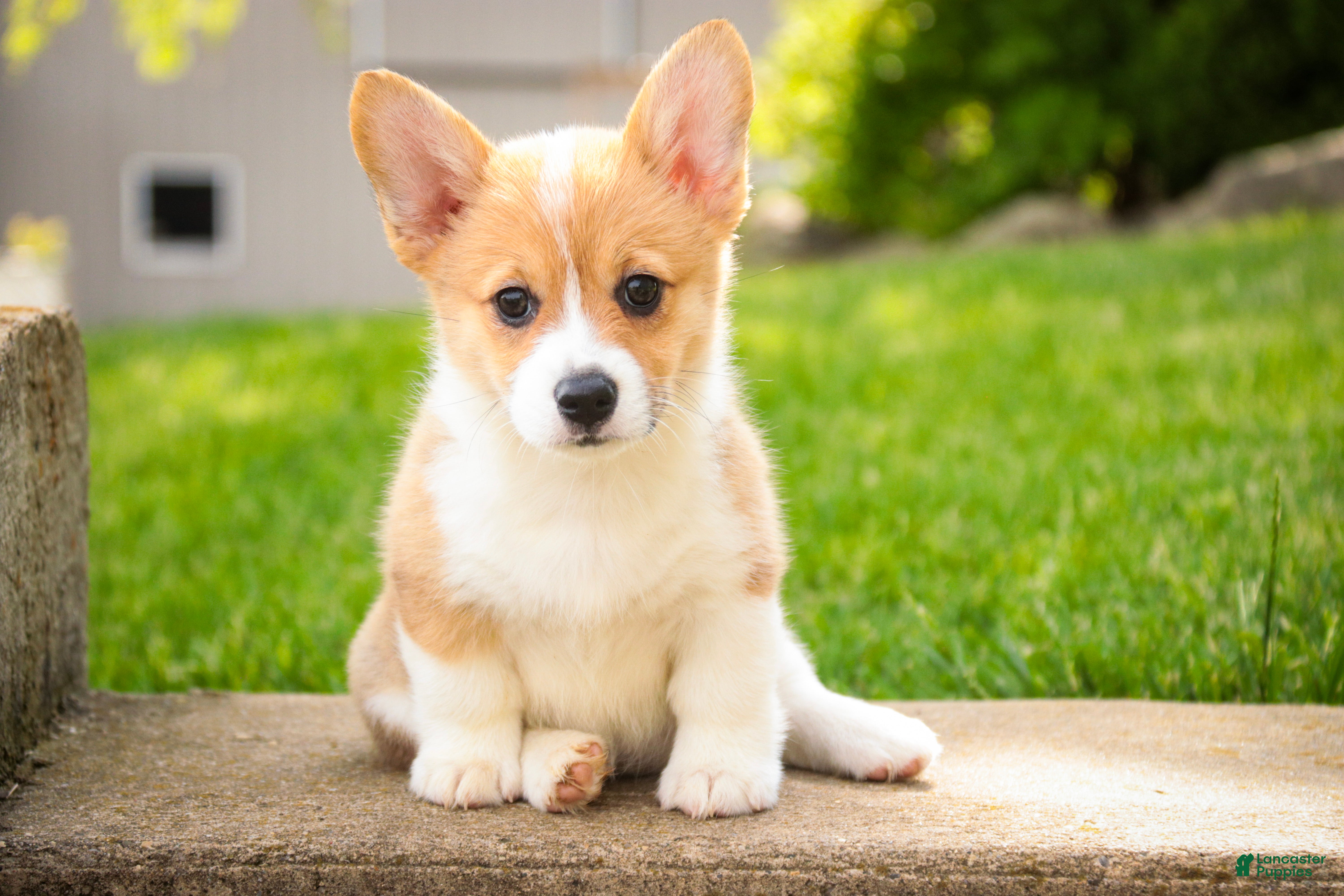 Welsh Corgi Pembroke dogs Zoey - Ad 1