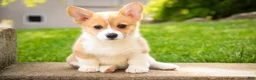 Welsh Corgi Pembroke dogs for sale: Zoey - Ad 1