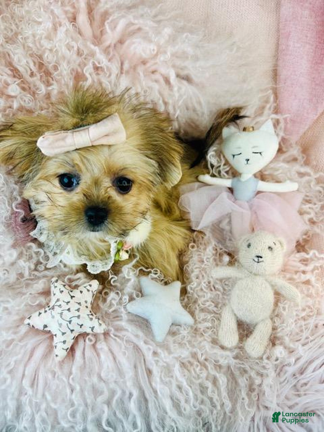 Mixed Breed dogs for sale: Mixed Breed Puppy 1 - Ad 3