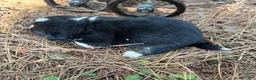 Mixed Breed dogs for sale: Black Full tail - Ad 10