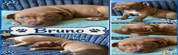 Mixed Breed dogs for sale: Meet Bruno! 🐾💙 - Ad 1