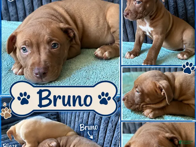 Mixed Breed dogs for sale: Meet Bruno! 🐾💙 - Ad 2